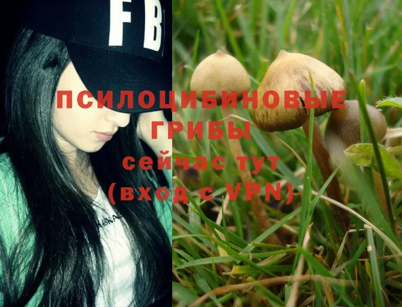 Псилоцибиновые грибы Magic Shrooms  хочу   Демидов 